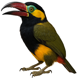 Golden-Collared Toucanet